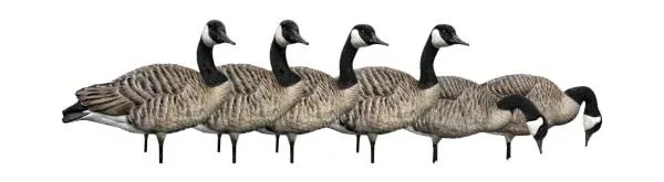 Avian-X Fusion Honker AXP Goose Decoys