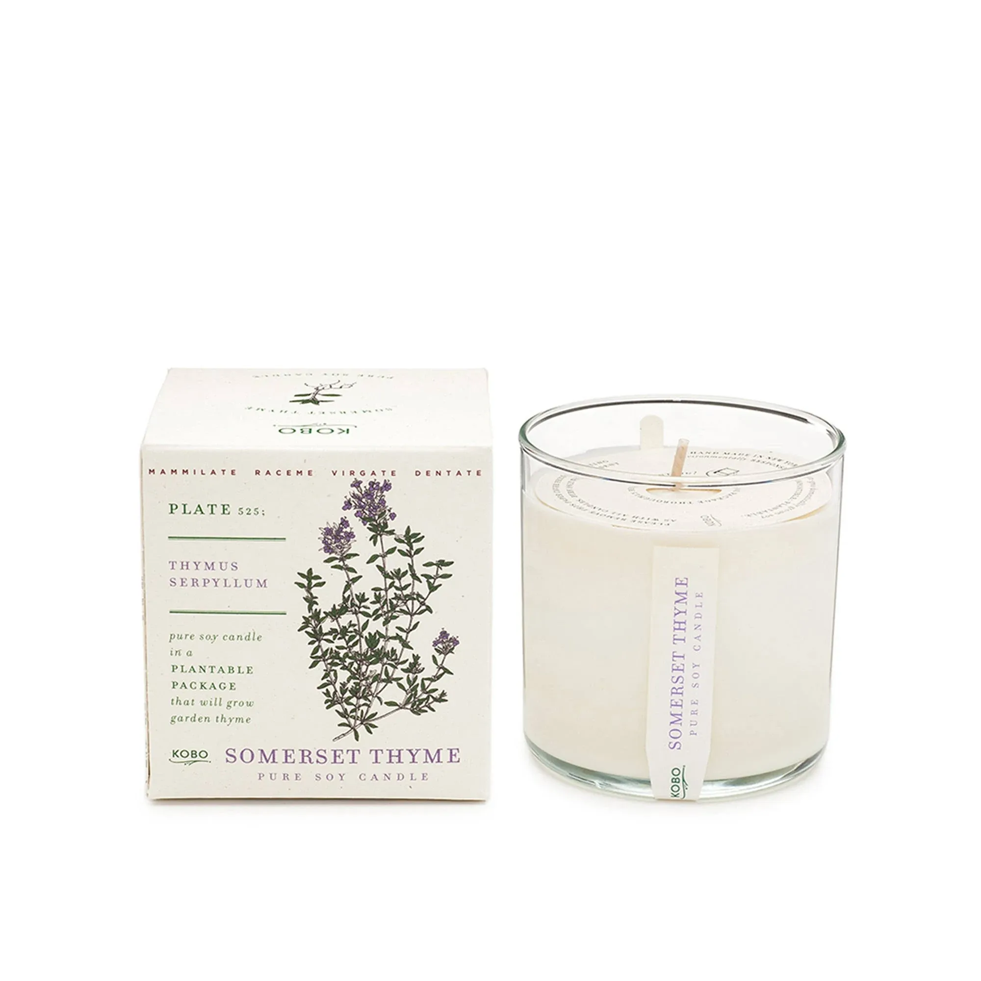 Kobo Somerset Thyme Plant  the Box Soy Candle